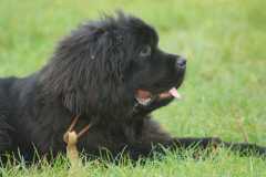 Pipper