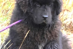 @Thierry-Besnier-Langrolay-9-novembre-2025-2