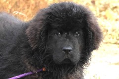 @Thierry-Besnier-Langrolay-9-novembre-2025-8